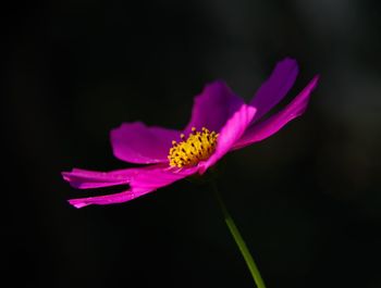 Close-up of pink flower