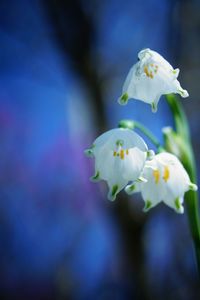 Close-up of white flowers