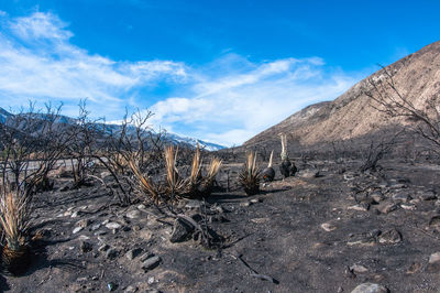 Burnt forest against sky