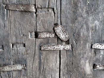 Close-up of an animal hanging on door