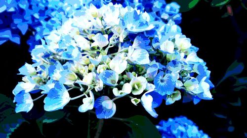 Close-up of blue hydrangea flowers