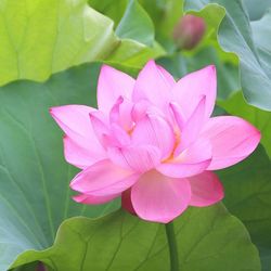 Close-up of pink flower