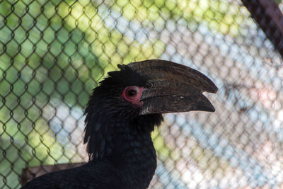 Close-up of bird in cage