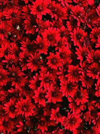 Full frame shot of red flowering plants