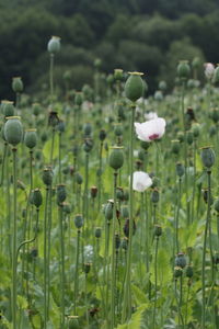 Close-up of poppy buds growing on field