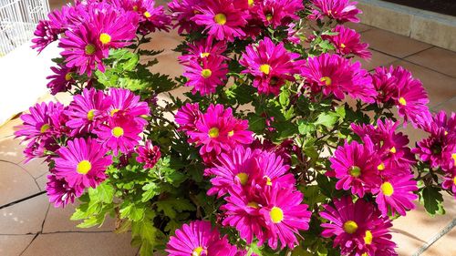 Close-up of pink flowers