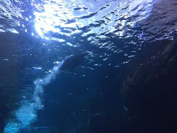 Fish swimming in sea