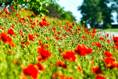 Close-up of red poppy flowers on field