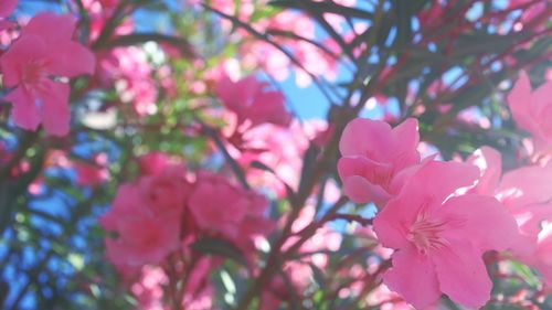 Close-up of pink cherry blossoms in spring
