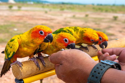 Close-up of a hand holding parrot