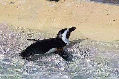 Close-up of duck swimming in water