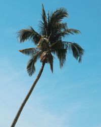 Low angle view of coconut palm tree against blue sky