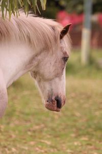 Close-up of a horse on field