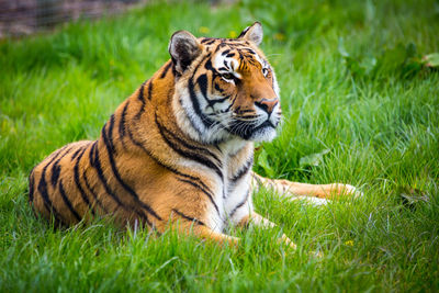 Tiger on field