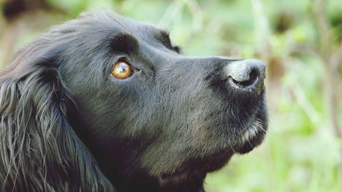 Close-up of dog