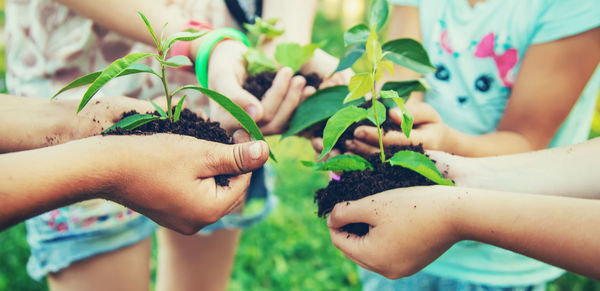 Hands of friends holding plant