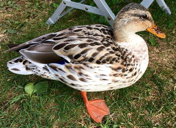 Close-up of duck on field