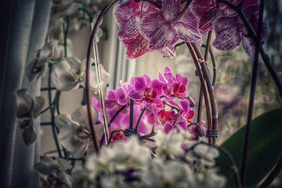 Close-up of pink flowers blooming outdoors