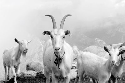 Portrait of sheep in a field