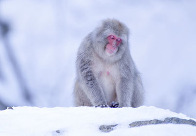 Monkey on snow covered landscape during winter