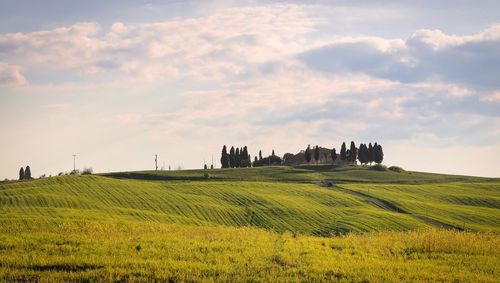 Scenic view of field against sky