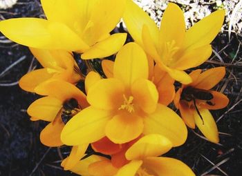 Close-up of yellow flower