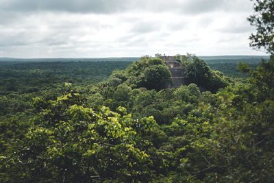 Plants growing on land against sky