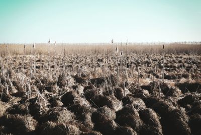 Scenic view of field against clear sky