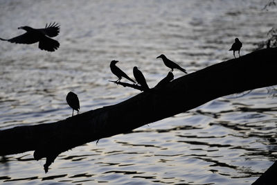 Silhouette birds perching on a sea