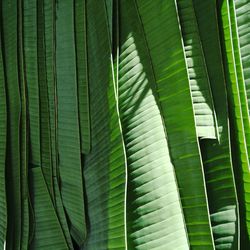 Full frame shot of green leaf