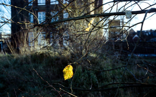 Close-up of yellow flowering plant on branch