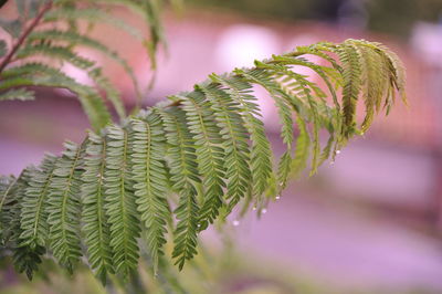 Close-up of fern