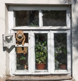Portrait of a cat looking through window