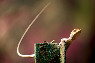 Close-up of lizard on metal