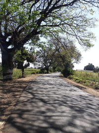 Surface level of footpath amidst trees