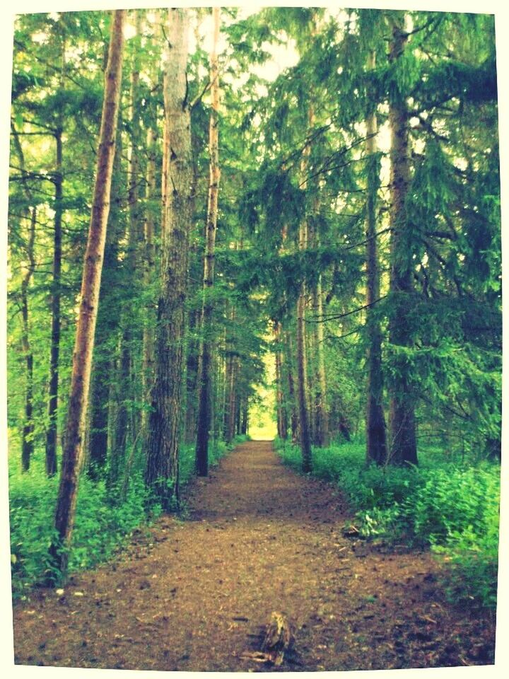 Rouge Park - Woodland Trail