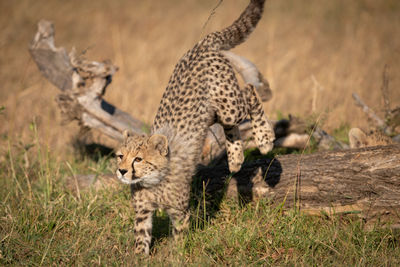 Close-up of cheetahs playing on field