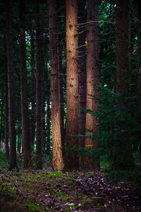 Trees in forest