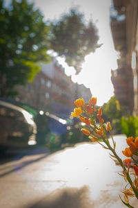 Close-up of flowering plant against trees