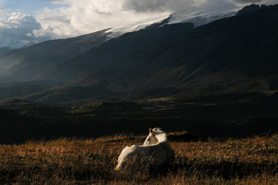Horse resting on field against mountain range during sunset