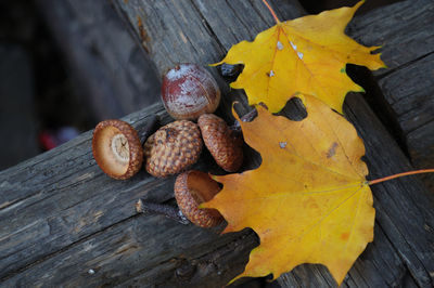 Close-up of dry leaf on wood