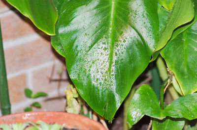 High angle view of wet leaf on plant