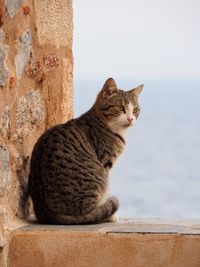 Cat sitting on wall