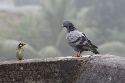 Close-up of bird perching on ground