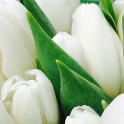 Close-up of white flowers