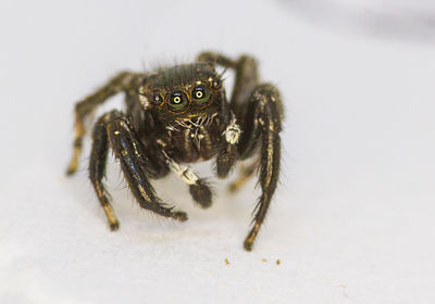 Close-up of spider