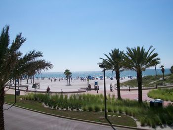 Palm trees on beach against clear sky