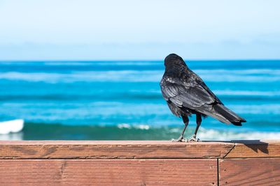 Raven on fence against sea