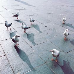 High angle view of seagulls perching on footpath in city