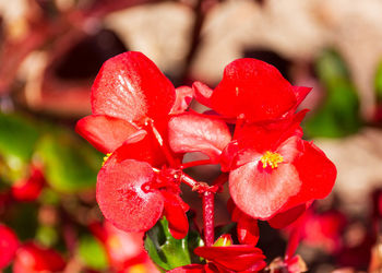 Close-up of red flowering plant